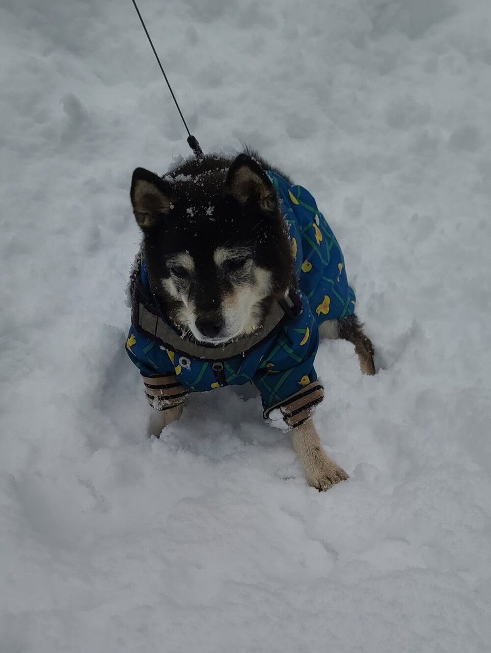 Shiva Passed Away This morning After A Long Blader Cancer illness - Picture 5 of 7